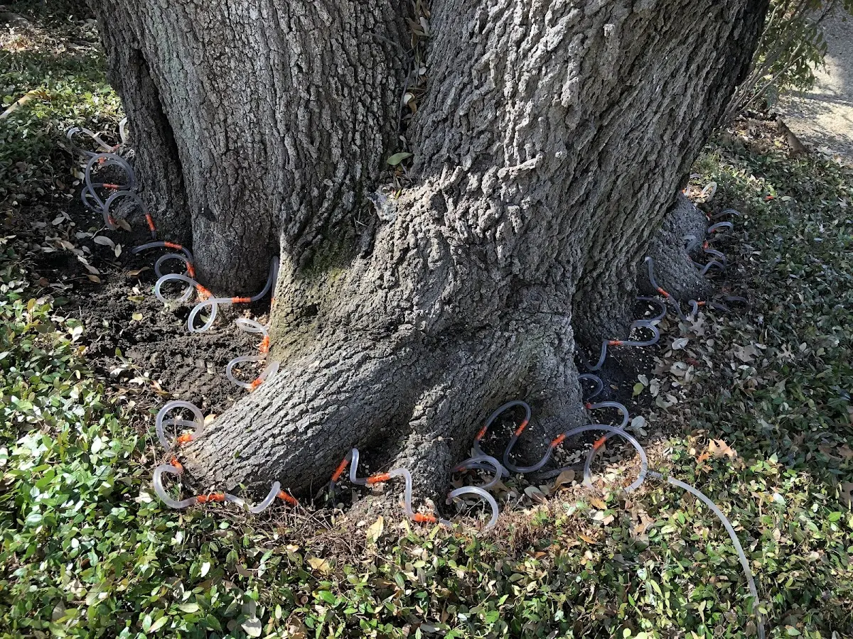 Detailed Tree Cabling and Bracing job site in Grottoes