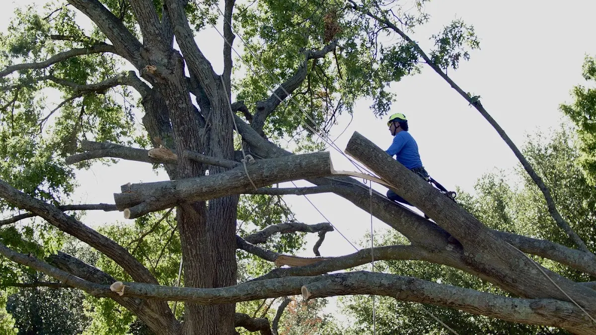 Professional Crown Thinning performed by certified arborists in Grottoes