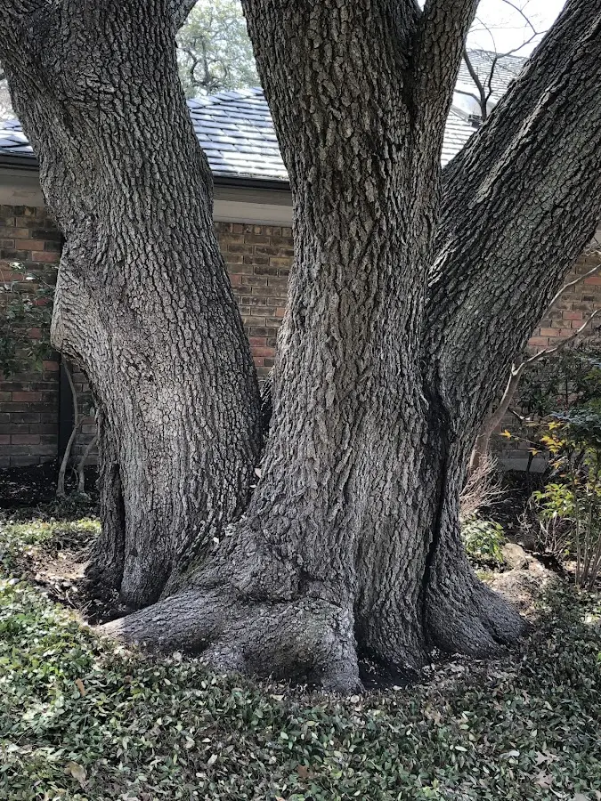 Mature heritage tree close to a Grottoes property cared for by certified arborists